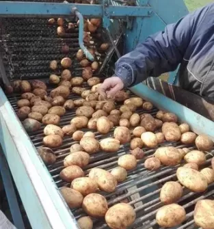 Ziemniaki jadalne zdrowe bez sztucznych nawozów